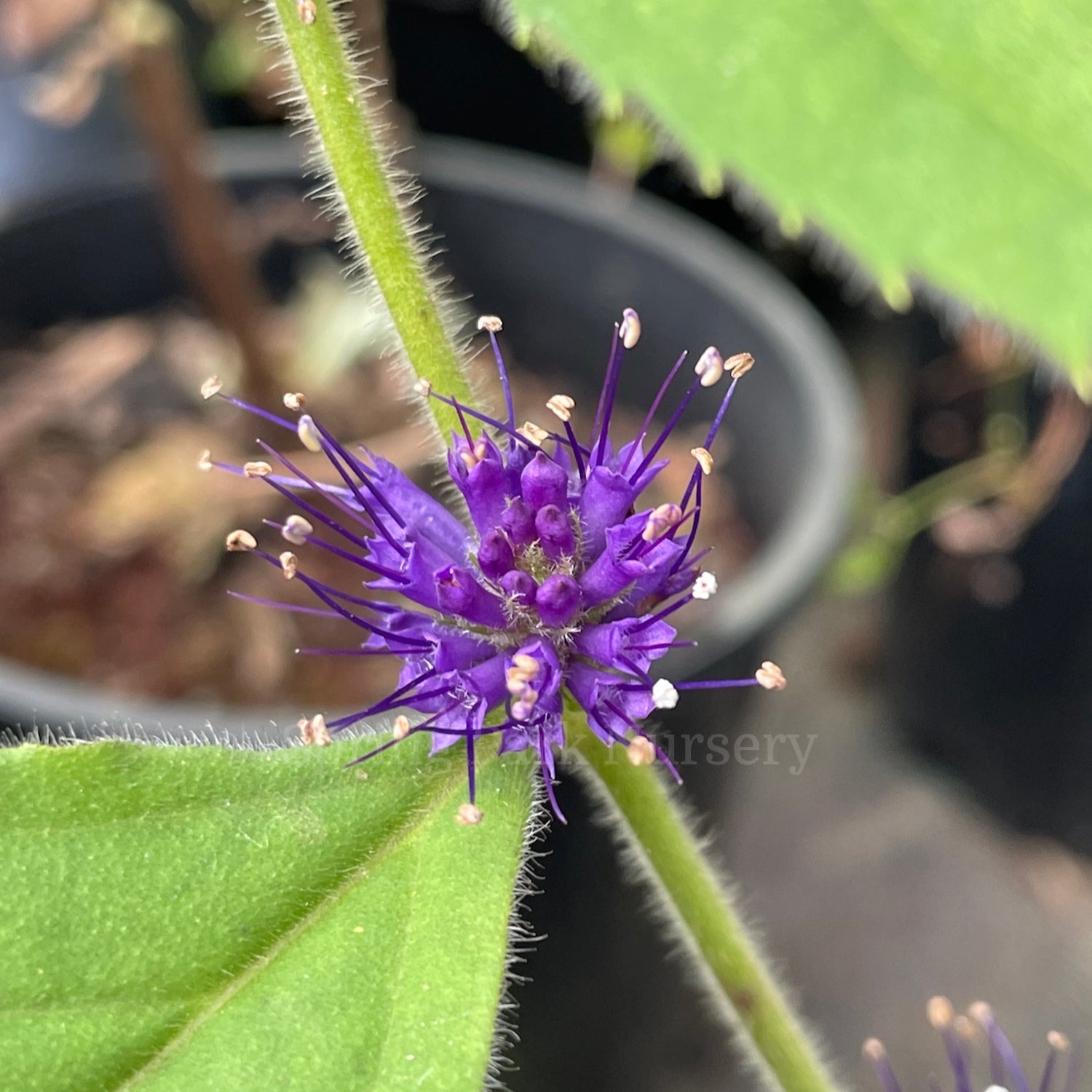 Veronicastrum villosulum [Sz:100 mm]