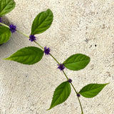 Veronicastrum villosulum [Sz:100 mm]