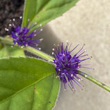 Veronicastrum villosulum [Sz:100 mm]