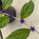 Veronicastrum villosulum [Sz:100 mm]