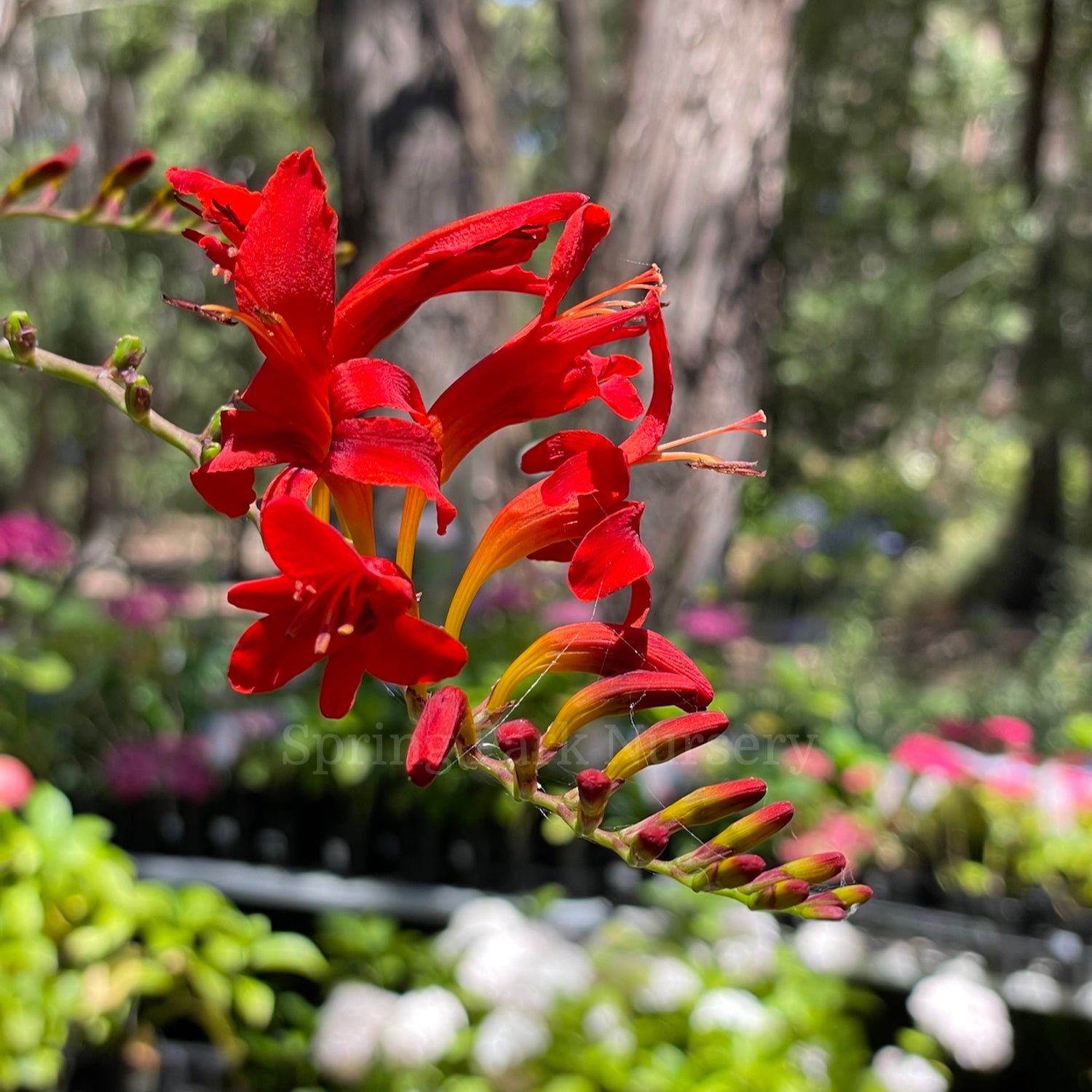 Crocosmia 'Lucifer' [Sz:100 mm]