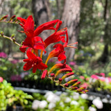 Crocosmia 'Lucifer' [Sz:100 mm]
