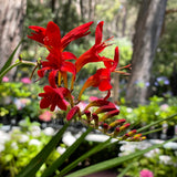 Crocosmia 'Lucifer' [Sz:100 mm]