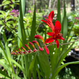 Crocosmia 'Lucifer' [Sz:100 mm]
