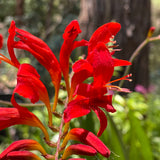Crocosmia 'Lucifer' [Sz:100 mm]