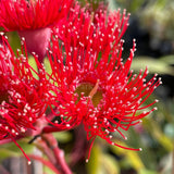 Corymbia ficifolia 'Wildfire' [Sz:300 mm]