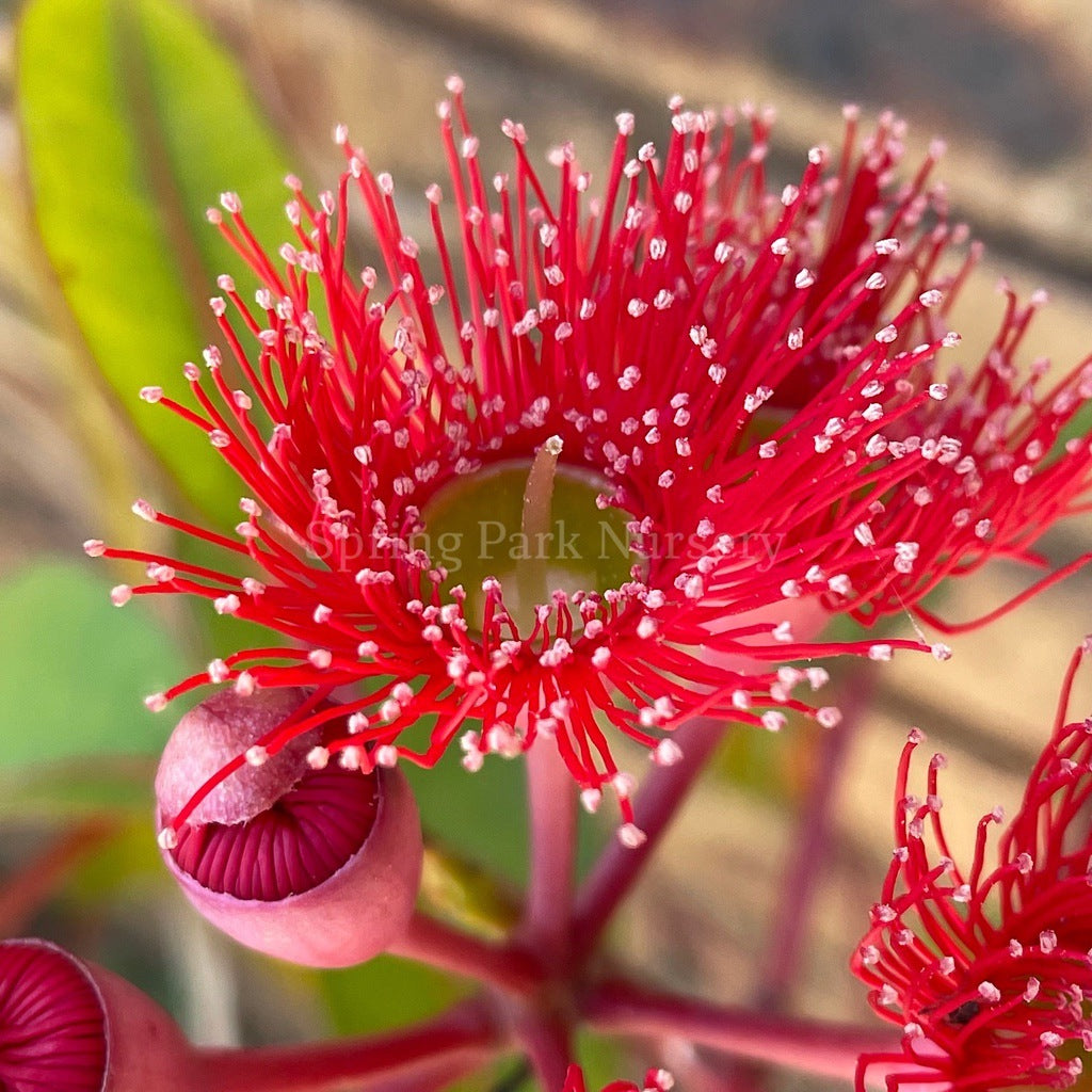 Corymbia ficifolia 'Wildfire' [Sz:300 mm]