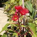 Corymbia ficifolia 'Wildfire' [Sz:300 mm]