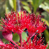 Corymbia ficifolia 'Wildfire' [Sz:300 mm]