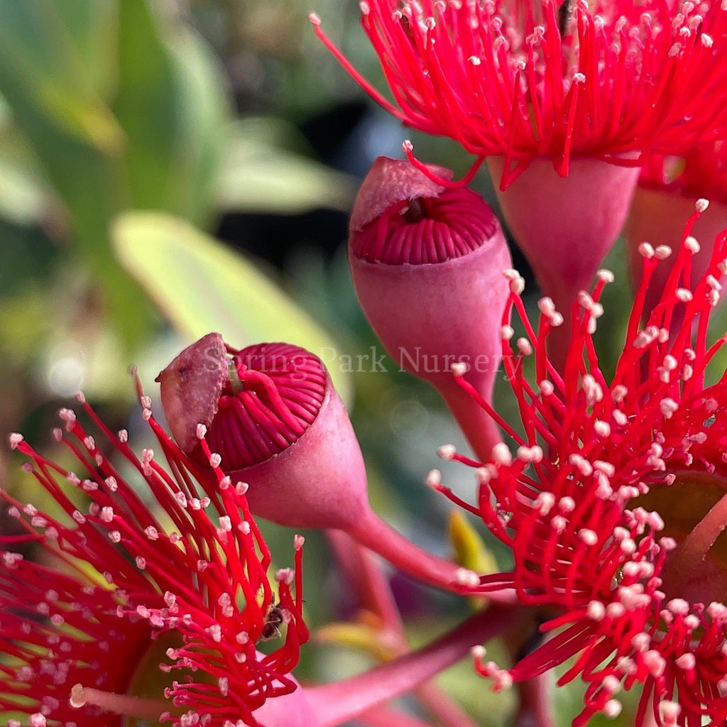 Corymbia ficifolia 'Wildfire' [Sz:300 mm]