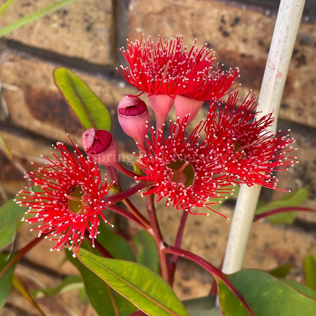 Corymbia ficifolia 'Wildfire' [Sz:300 mm]