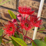 Corymbia ficifolia 'Wildfire' [Sz:300 mm]