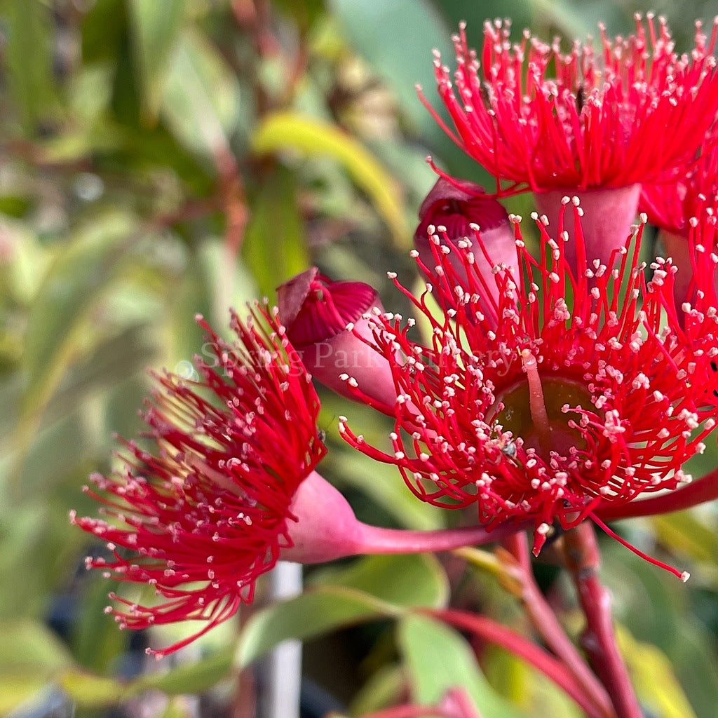 Corymbia ficifolia 'Wildfire' [Sz:300 mm]