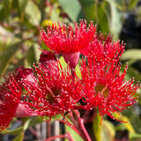 Corymbia ficifolia 'Wildfire' [Sz:300 mm]