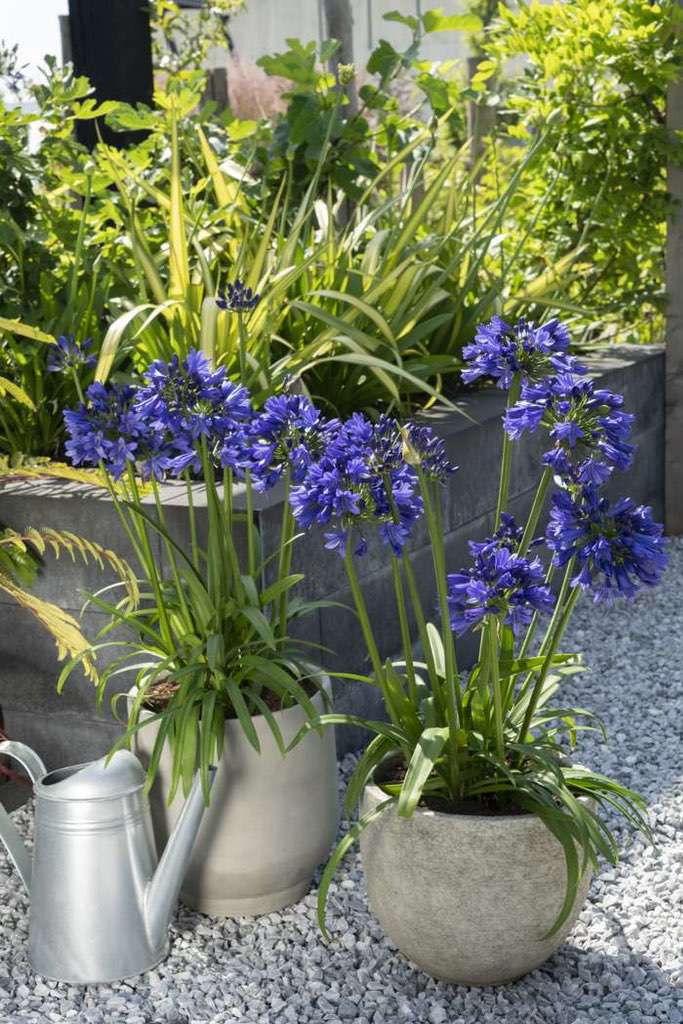 Agapanthus Blue Thunder™ [Sz:100 mm]