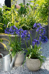 Agapanthus Blue Thunder™ [Sz:100 mm]