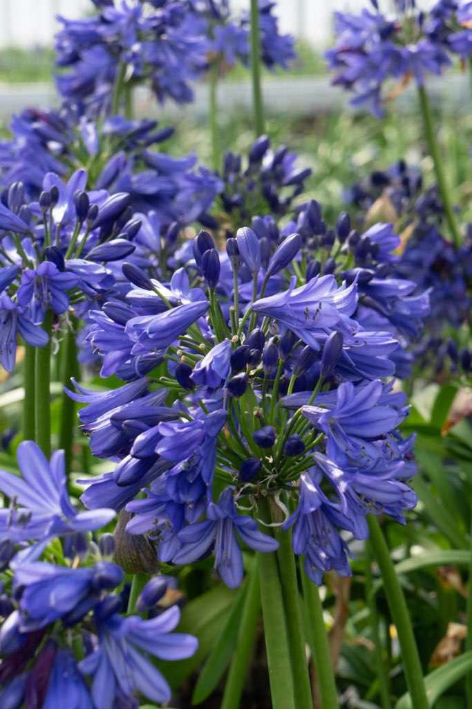 Agapanthus Blue Thunder™ [Sz:100 mm]