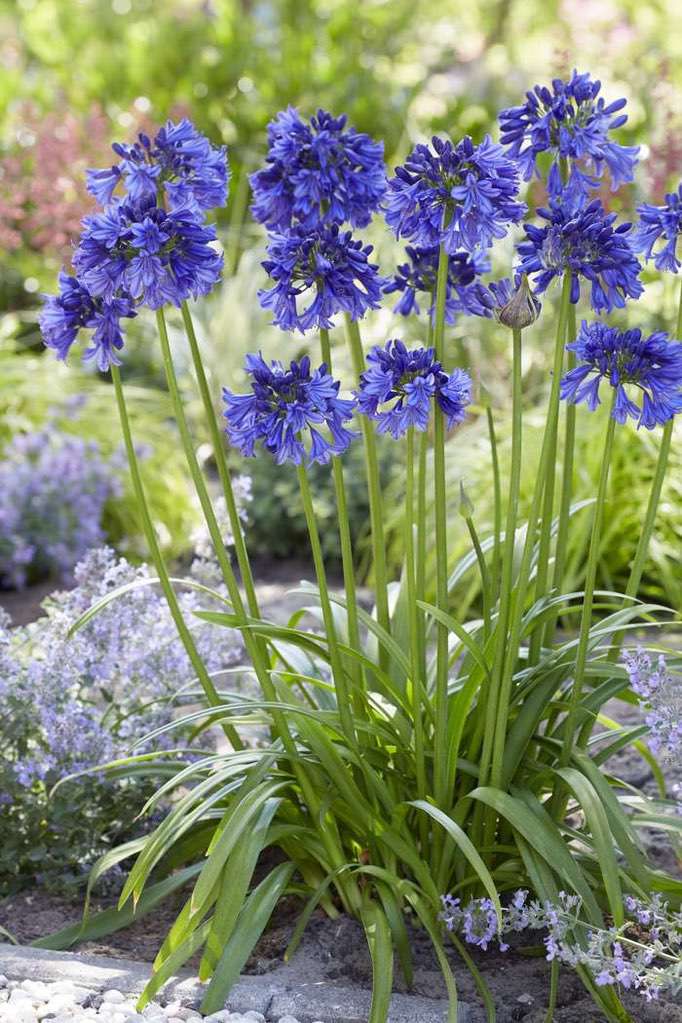 Agapanthus Blue Thunder™ [Sz:100 mm]