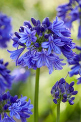 Agapanthus Blue Thunder™ [Sz:100 mm]