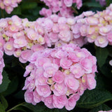 Hydrangea macrophylla Love [Sz:100 mm]