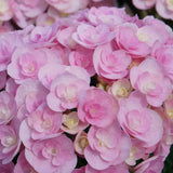 Hydrangea macrophylla Love [Sz:100 mm]