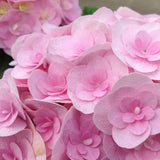 Hydrangea macrophylla Love [Sz:100 mm]