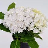 Hydrangea macrophylla 'Peace' [Sz:100 mm]
