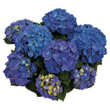 Hydrangea macrophylla Jip [Sz:100 mm]