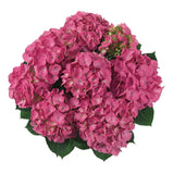 Hydrangea macrophylla Jip [Sz:100 mm]