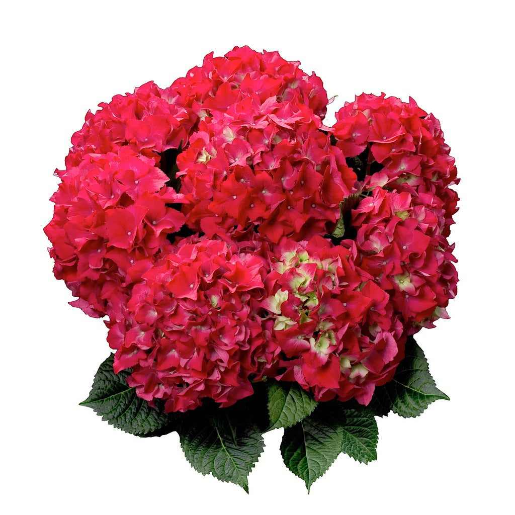 Hydrangea macrophylla 'Red Beauty' [Sz:100 mm]
