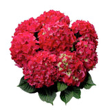 Hydrangea macrophylla 'Red Beauty' [Sz:100 mm]