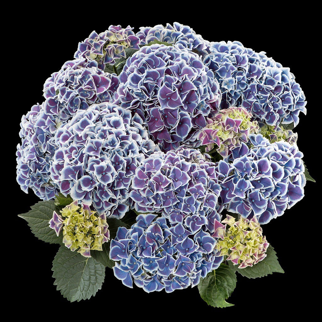 Hydrangea macrophylla Hortivoli [Sz:100 mm]