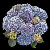 Hydrangea macrophylla Hortivoli [Sz:100 mm]
