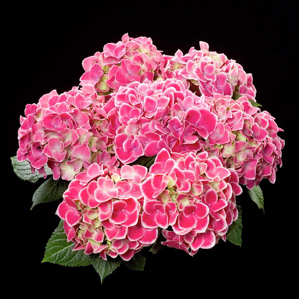 Hydrangea macrophylla Hortivoli [Sz:100 mm]