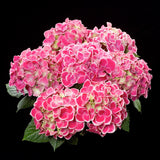 Hydrangea macrophylla Hortivoli [Sz:100 mm]