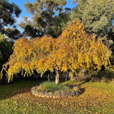 Prunus 'Pendula Rubra' - 1.8m Standard [Sz:Bare Rooted]