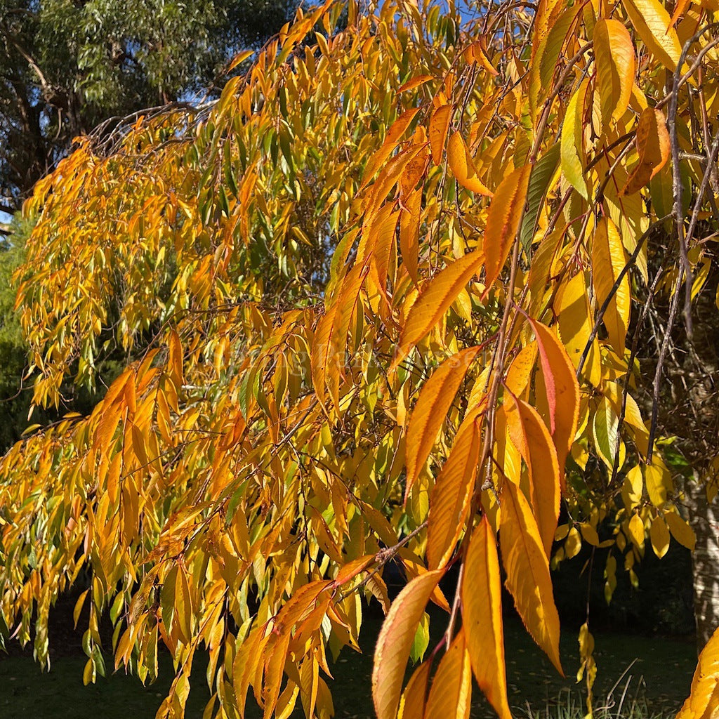 Prunus 'Pendula Rubra' - 1.8m Standard [Sz:Bare Rooted]