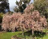 Prunus 'Pendula Rubra' - 1.8m Standard [Sz:Bare Rooted]