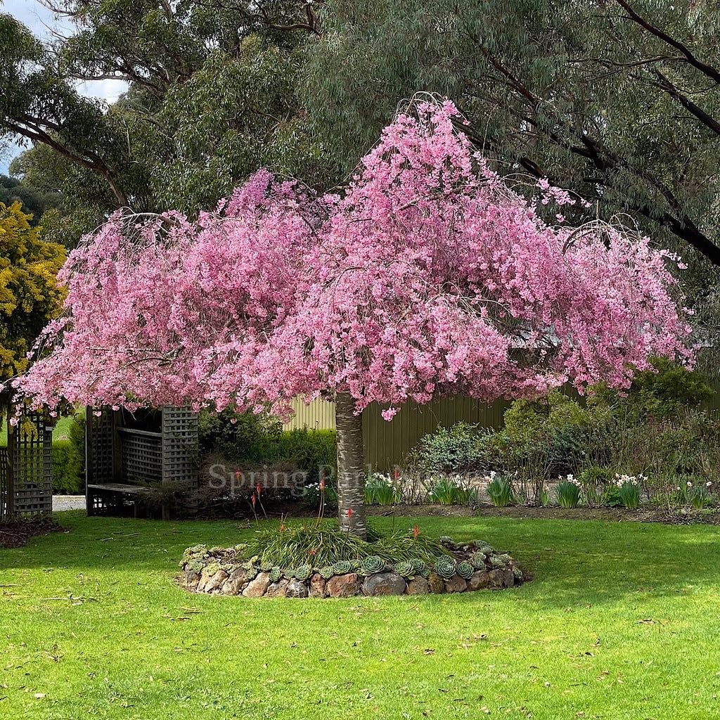 Prunus 'Pendula Rubra' - 1.8m Standard [Sz:Bare Rooted]