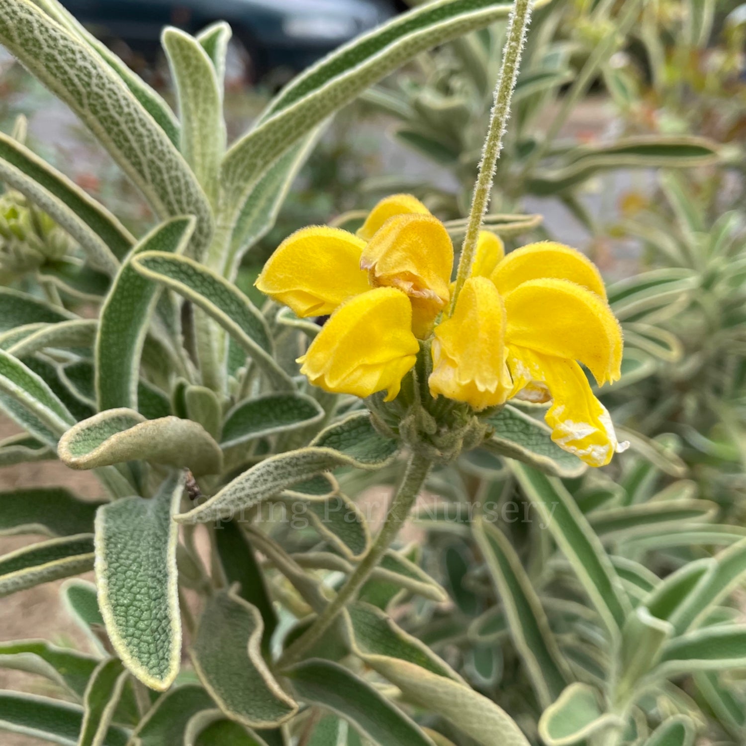 Phlomis russeliana [Sz:100 mm]