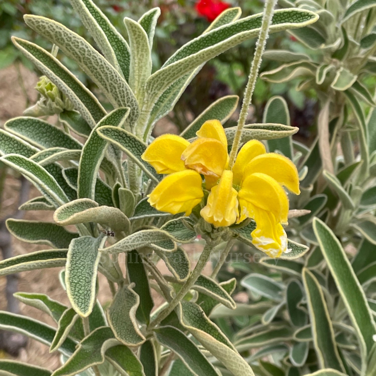 Phlomis russeliana [Sz:100 mm]