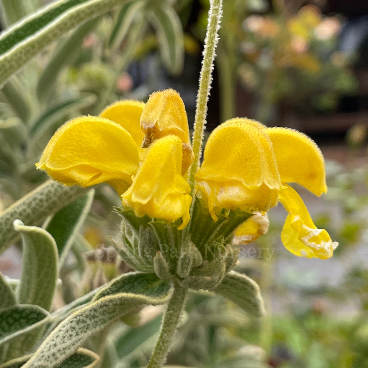 Phlomis russeliana [Sz:100 mm]