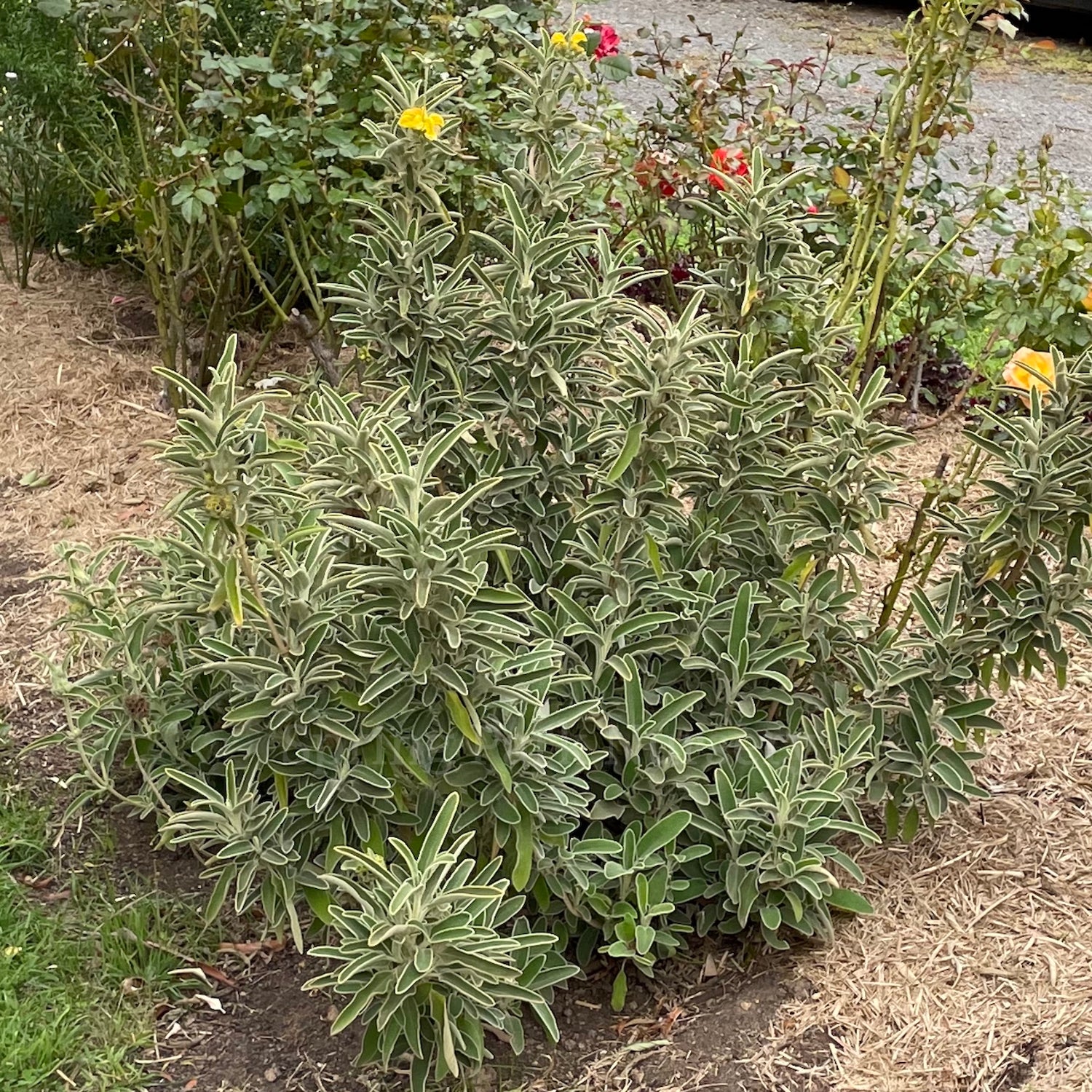Phlomis russeliana [Sz:100 mm]