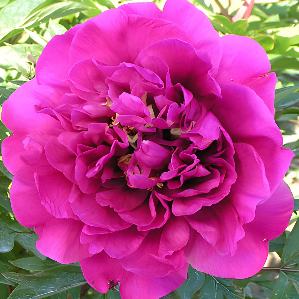 Itoh Peony Belle Toulousaine [Sz:200 mm]