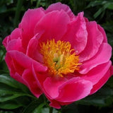 Herbaceous Peony 'Coral Fay' [Sz:200 mm]