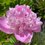 Herbaceous Peony 'Angel Cheeks' [Sz:200 mm]