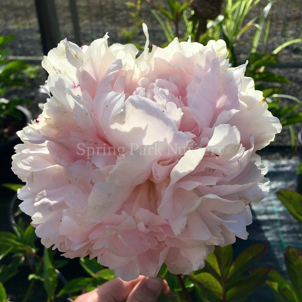 Herbaceous Peony 'Angel Cheeks' [Sz:200 mm]