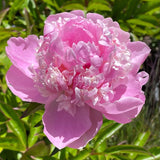 Herbaceous Peony 'Angel Cheeks' [Sz:200 mm]