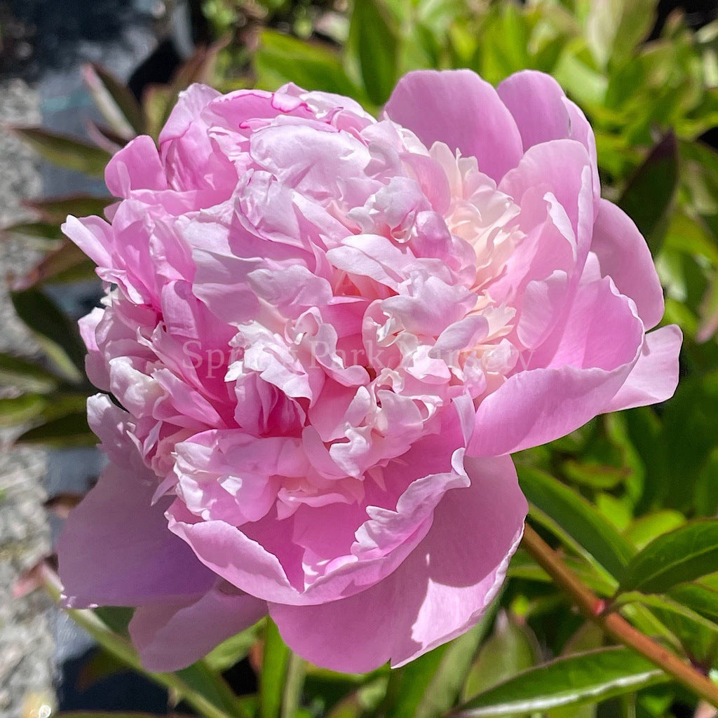 Herbaceous Peony 'Angel Cheeks' [Sz:200 mm]