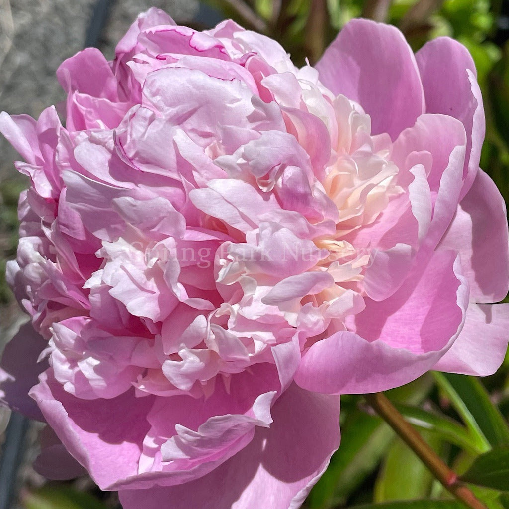 Herbaceous Peony 'Angel Cheeks' [Sz:200 mm]